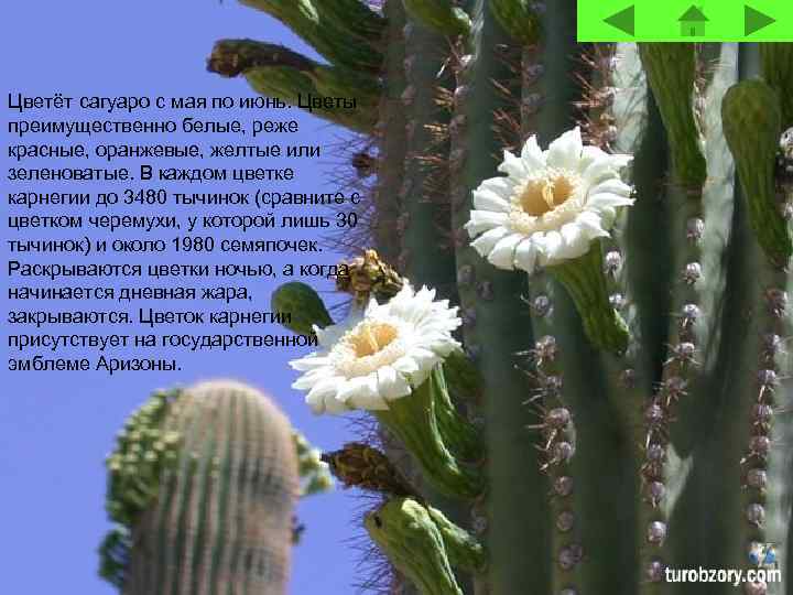Цветёт сагуаро с мая по июнь. Цветы преимущественно белые, реже красные, оранжевые, желтые или