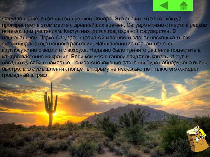Сагуаро является реликтом пустыни Сонора. Это значит, что этот кактус произрастает в этом месте