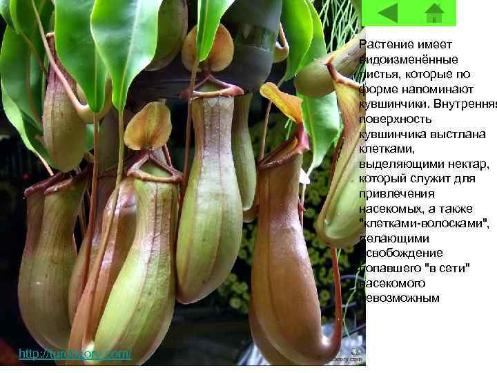 Растение имеет видоизменённые листья, которые по форме напоминают кувшинчики. Внутренняя поверхность кувшинчика выстлана клетками,