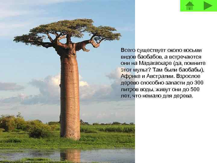 Всего существует около восьми видов баобабов, а встречаются они на Мадагаскаре (да, помните этот