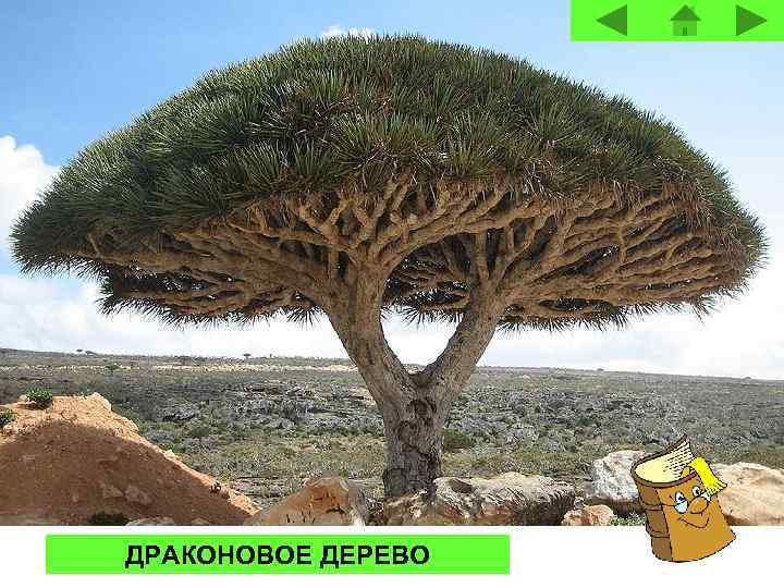 ДРАКОНОВОЕ ДЕРЕВО 