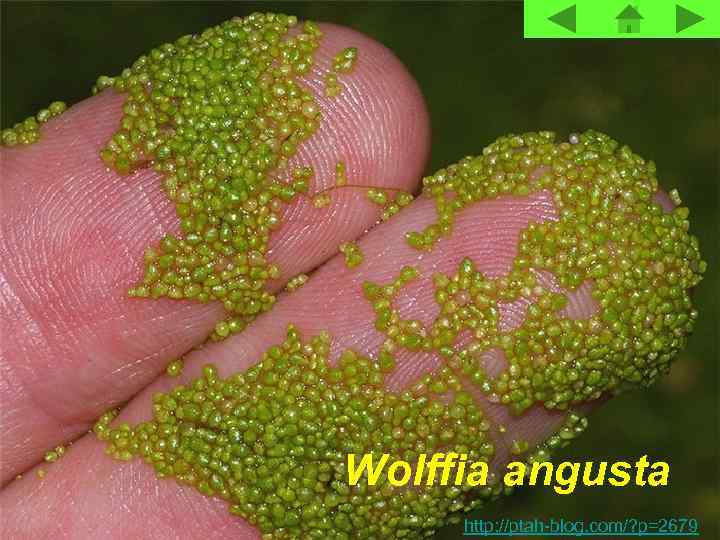 Wolffia angusta http: //ptah-blog. com/? p=2679 