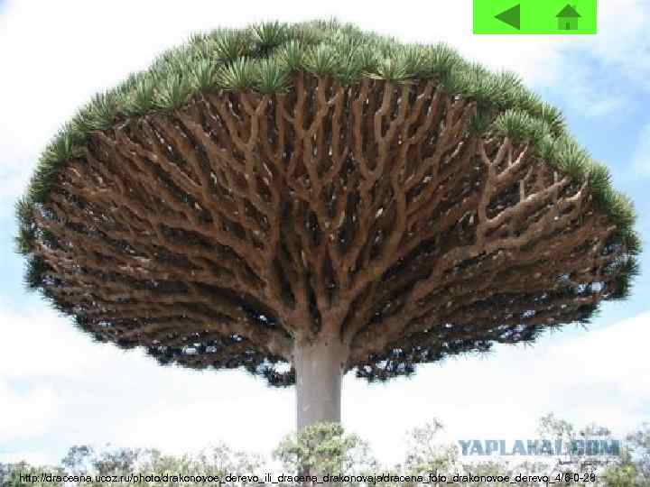 http: //draceana. ucoz. ru/photo/drakonovoe_derevo_ili_dracena_drakonovaja/dracena_foto_drakonovoe_derevo_4/6 -0 -28 