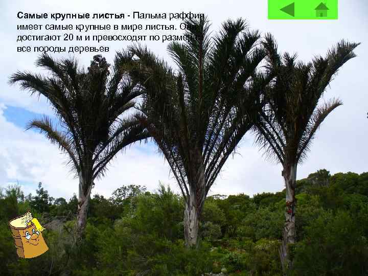 Самые крупные листья - Пальма раффия имеет самые крупные в мире листья. Они достигают