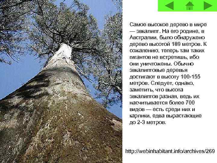 Самое высокое дерево в мире — эвкалипт. На его родине, в Австралии, было обнаружено