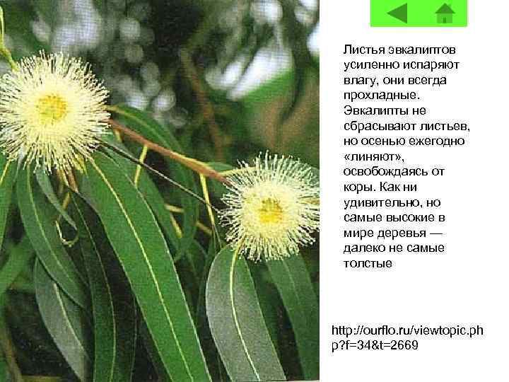 Листья эвкалиптов усиленно испаряют влагу, они всегда прохладные. Эвкалипты не сбрасывают листьев, но осенью