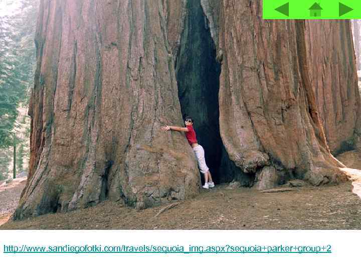http: //www. sandiegofotki. com/travels/sequoia_img. aspx? sequoia+parker+group+2 