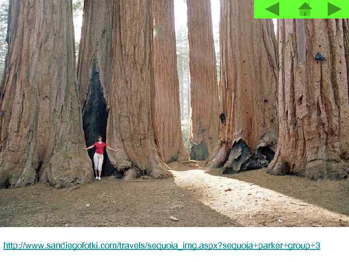 http: //www. sandiegofotki. com/travels/sequoia_img. aspx? sequoia+parker+group+3 