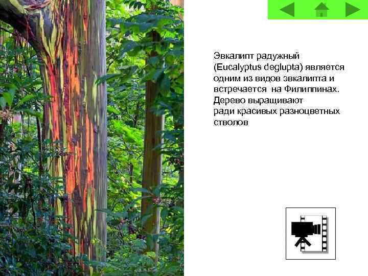 Эвкалипт радужный (Eucalyptus deglupta) является одним из видов эвкалипта и встречается на Филиппинах. Дерево