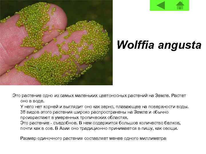 Wolffia angusta Это растение одно из самых маленьких цветоносных растений на Земле. Растет оно