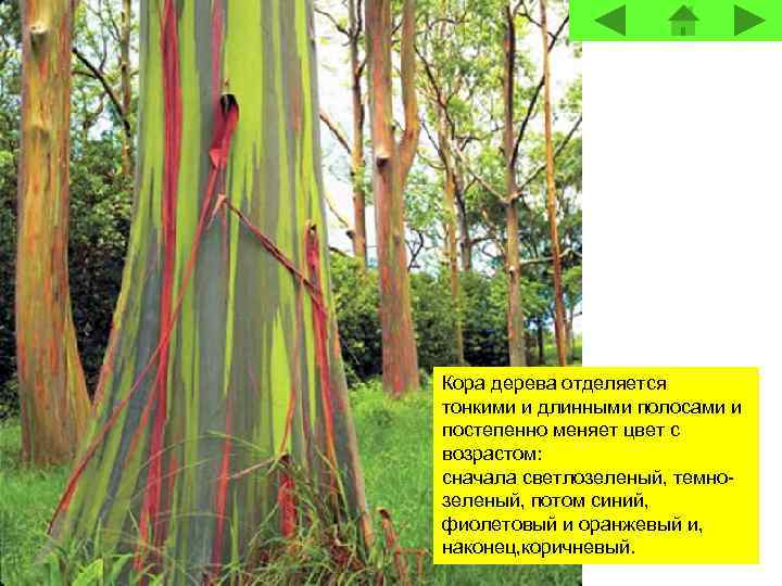 Кора дерева отделяется тонкими и длинными полосами и постепенно меняет цвет с возрастом: сначала