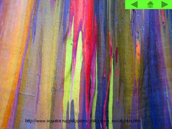 http: //www. equator. ru/philippines_eucalyptus. htm 