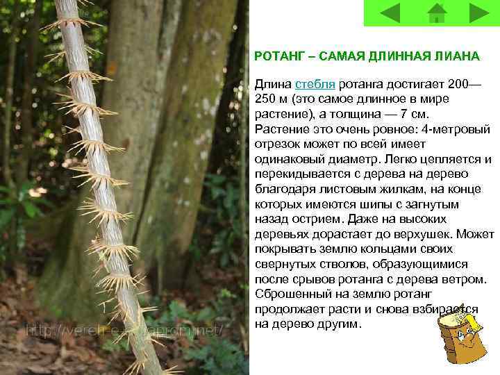 РОТАНГ – САМАЯ ДЛИННАЯ ЛИАНА Длина стебля ротанга достигает 200— 250 м (это самое