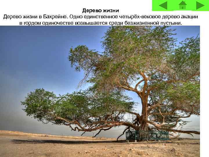 Дерево жизни в Бахрейне. Одно единственное четырёх-вековое дерево акации в гордом одиночестве возвышается среди