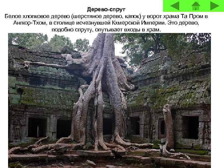 Дерево-спрут Белое хлопковое дерево (шерстяное дерево, капок) у ворот храма Та Пром в Ангкор-Тхом,
