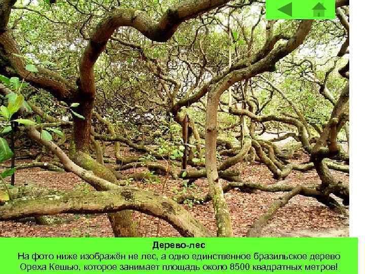 Дерево-лес На фото ниже изображён не лес, а одно единственное бразильское дерево Ореха Кешью,