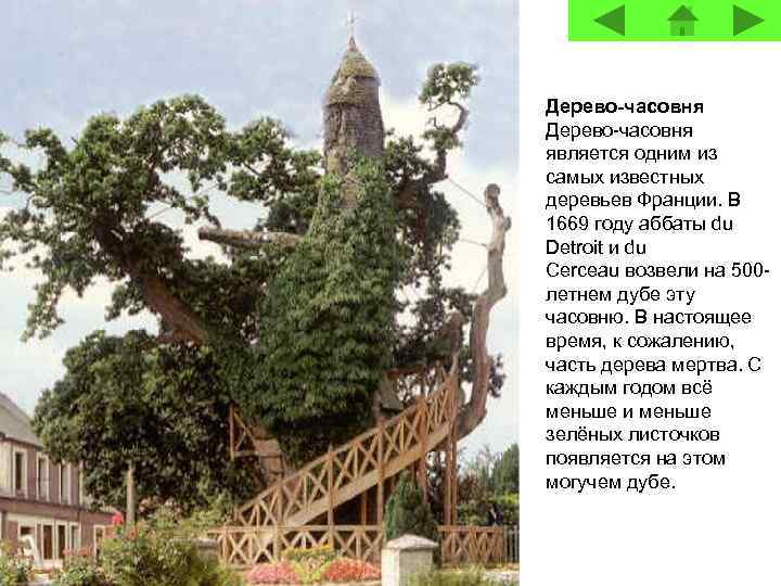 Дерево-часовня является одним из самых известных деревьев Франции. В 1669 году аббаты du Detroit