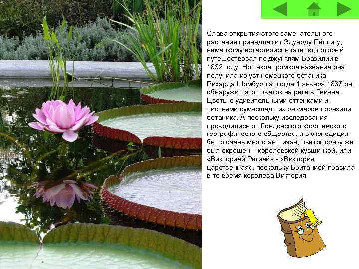 Слава открытия этого замечательного растения принадлежит Эдуарду Пёппигу, немецкому естествоиспытателю, который путешествовал по джунглям
