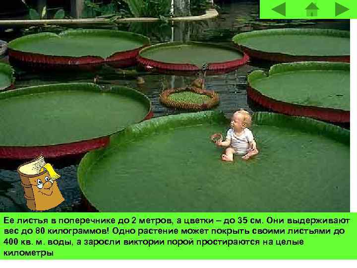Ее листья в поперечнике до 2 метров, а цветки – до 35 см. Они