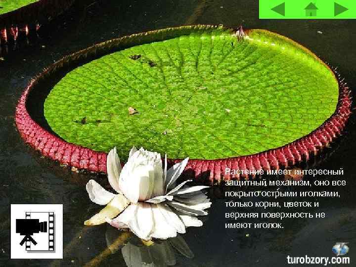 Растение имеет интересный защитный механизм, оно все покрыто острыми иголками, только корни, цветок и