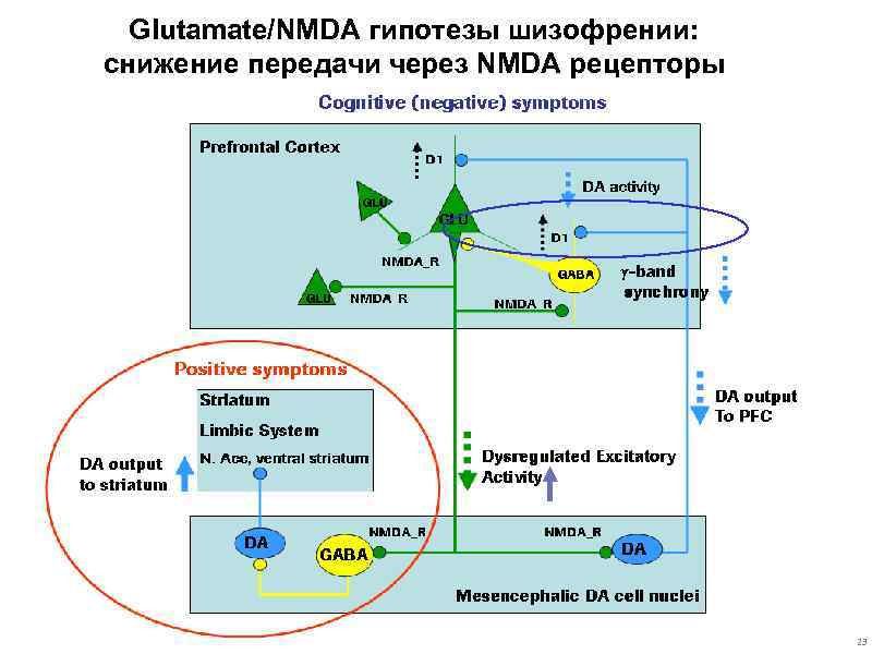 Glutamate/NMDA гипотезы шизофрении: снижение передачи через NMDA рецепторы 23 23 
