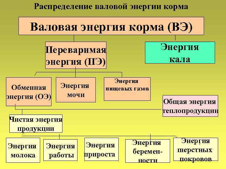 Распределение валовой энергии корма Валовая энергия корма (ВЭ) Энергия кала Переваримая энергия (ПЭ) Обменная