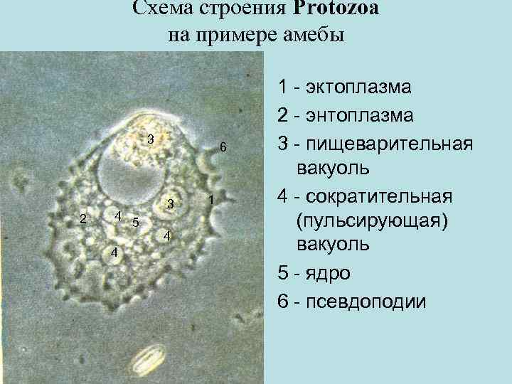 Схема строения Protozoa на примере амебы 3 2 4 4 6 3 5 4