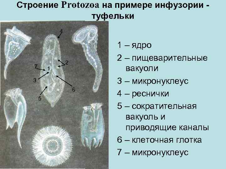 Строение Protozoa на примере инфузории туфельки 4 7 1 2 3 6 5 1