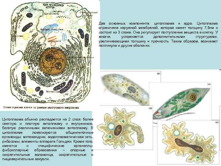 Два основных компонента: цитоплазма и ядро. Цитоплазма ограничена наружной мембраной, которая имеет толщину 7,