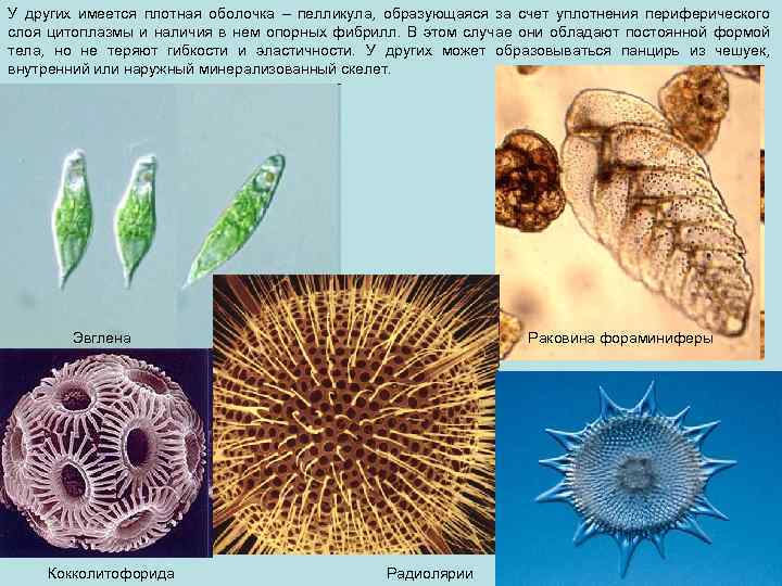 У других имеется плотная оболочка – пелликула, образующаяся за счет уплотнения периферического слоя цитоплазмы