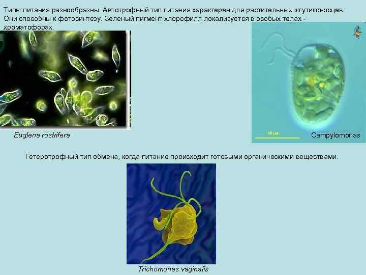 Типы питания разнообразны. Автотрофный тип питания характерен для растительных жгутиконосцев. Они способны к фотосинтезу.