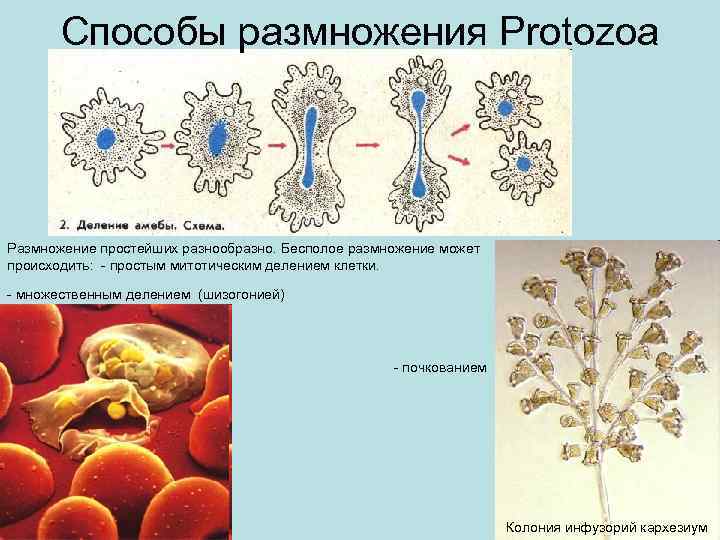 Способы размножения Protozoa Размножение простейших разнообразно. Бесполое размножение может происходить: - простым митотическим делением
