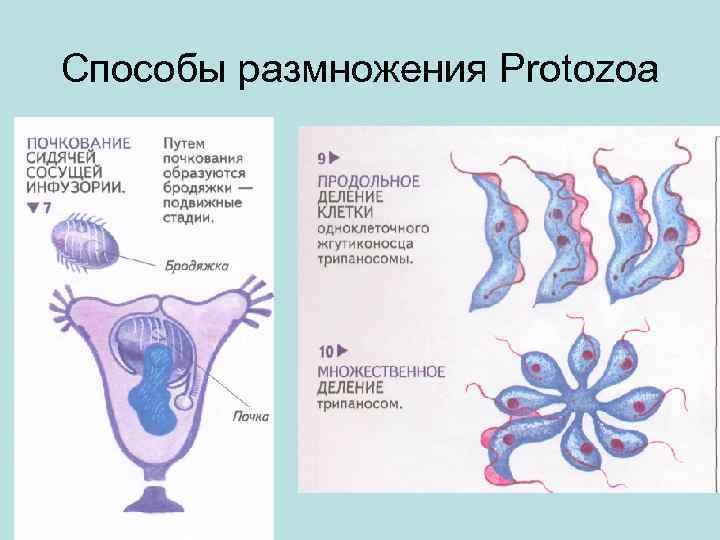 Способы размножения Protozoa 