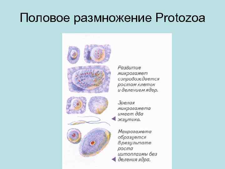 Половое размножение Protozoa 