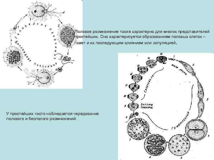 Половое размножение также характерно для многих представителей простейших. Оно характеризуется образованием половых клеток –