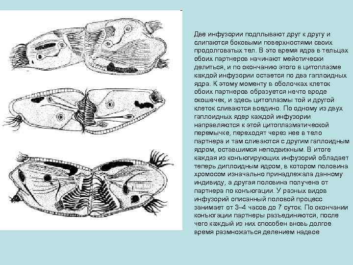 Две инфузории подплывают друг к другу и слипаются боковыми поверхностями своих продолговатых тел. В