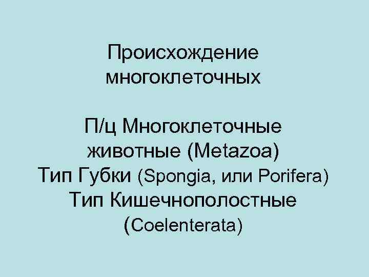 Происхождение многоклеточных П/ц Многоклеточные животные (Metazoa) Тип Губки (Spongia, или Porifera) Тип Кишечнополостные (Coelenterata)