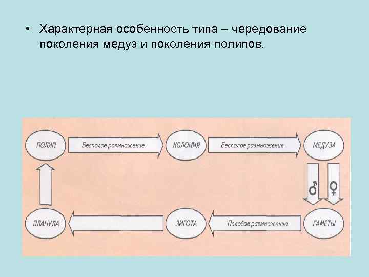  • Характерная особенность типа – чередование поколения медуз и поколения полипов. 