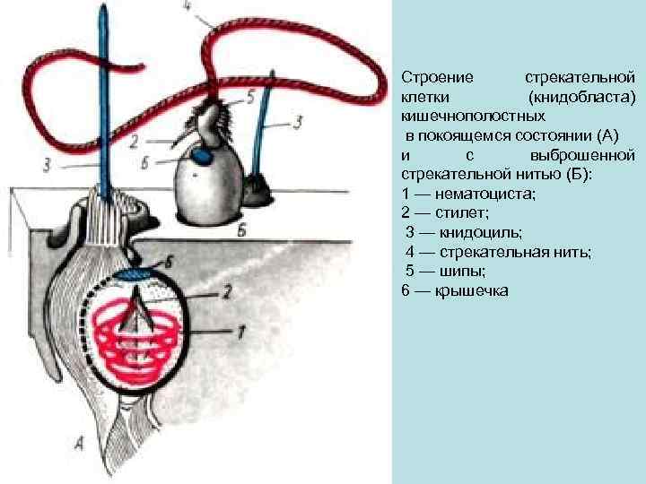 Строение стрекательной клетки (книдобласта) кишечнополостных в покоящемся состоянии (А) и с выброшенной стрекательной нитью
