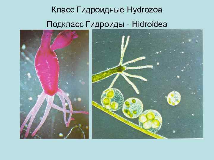 Класс Гидроидные Hydrozoa Подкласс Гидроиды - Hidroidea 