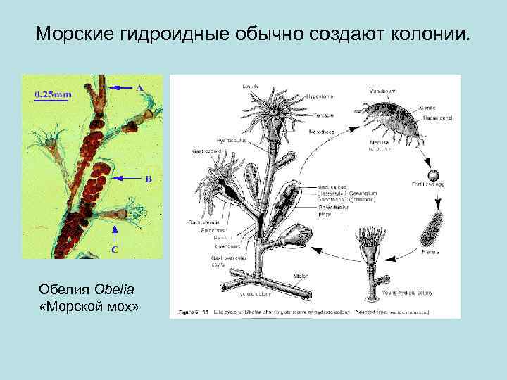 Морские гидроидные обычно создают колонии. Обелия Obelia «Морской мох» 