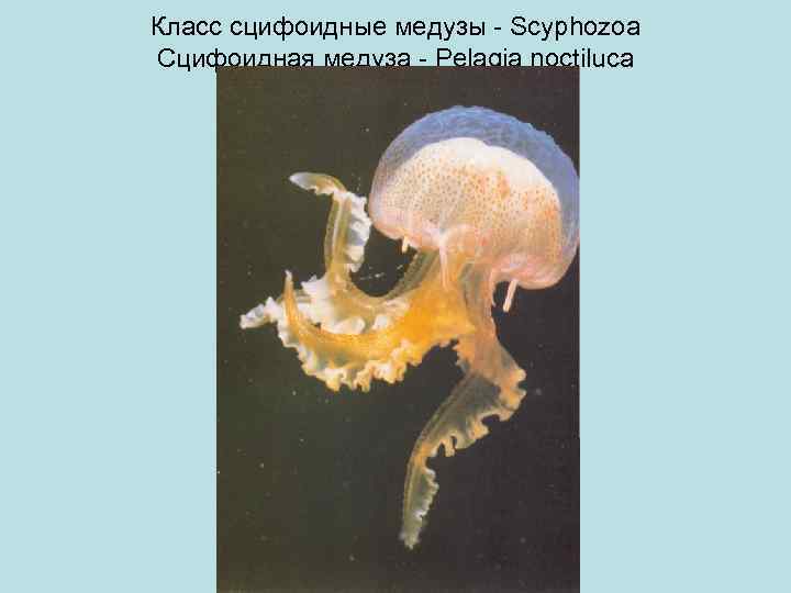 Класс сцифоидные медузы - Scyphozoa Сцифоидная медуза - Pelagia noctiluca 