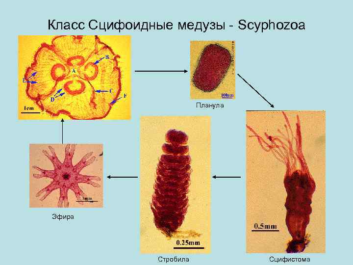 Класс Сцифоидные медузы - Scyphozoa Планула Эфира Стробила Сцифистома 