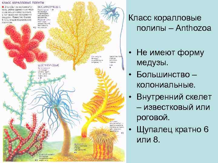 Класс коралловые полипы – Anthozoa • Не имеют форму медузы. • Большинство – колониальные.