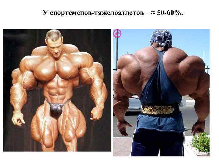 У спортсменов-тяжелоатлетов – ≈ 50 -60%. 
