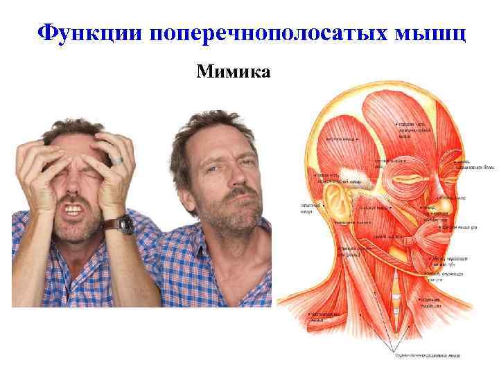 Функции поперечнополосатых мышц Мимика 