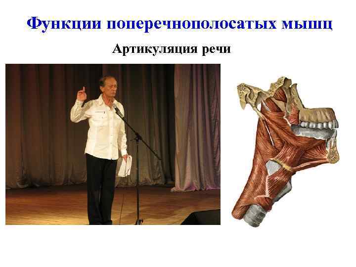 Функции поперечнополосатых мышц Артикуляция речи 