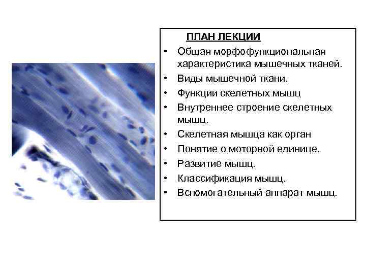  • • • ПЛАН ЛЕКЦИИ Общая морфофункциональная характеристика мышечных тканей. Виды мышечной ткани.