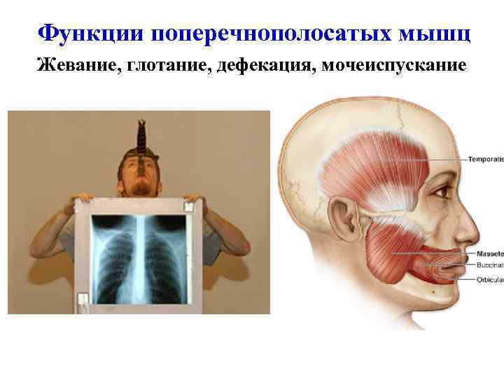 Функции поперечнополосатых мышц Жевание, глотание, дефекация, мочеиспускание 
