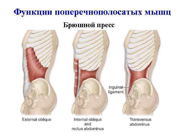 Функции поперечнополосатых мышц Брюшной пресс 